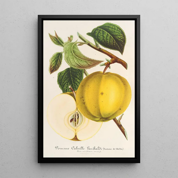 Charles Antoine Lemaire - Pomme Calville Garibaldi.webp