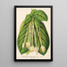 Reproduktion af maleriet Posoqueria fragrantissima - Charles Antoine Lemaire