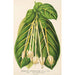 Reproduktion af maleriet Posoqueria fragrantissima - Charles Antoine Lemaire