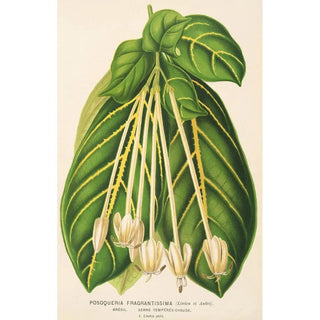 Charles Antoine Lemaire - Posoqueria fragrantissima.webp