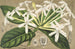Posoqueria multiflora - Charles Antoine Lemaire — visning af kunstværket
