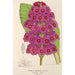 Reproduktion af maleriet Primula japonica - Charles Antoine Lemaire