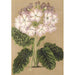 Reproduktion af maleriet Primula cortusoides var. grandiflora - Charles Antoine Lemaire