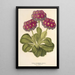 Reproduktion af maleriet Primula intermedia hybrida - Charles Antoine Lemaire