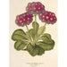Reproduktion af maleriet Primula intermedia hybrida - Charles Antoine Lemaire
