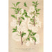 Prunus sinensis japonica - Charles Antoine Lemaire — visning af kunstværket