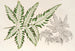Pteris argyrea - Charles Antoine Lemaire — visning af kunstværket