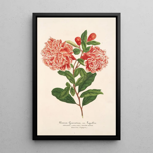 Charles Antoine Lemaire - Punica granatum.webp