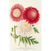 Pyrethrum - Charles Antoine Lemaire — visning af kunstværket