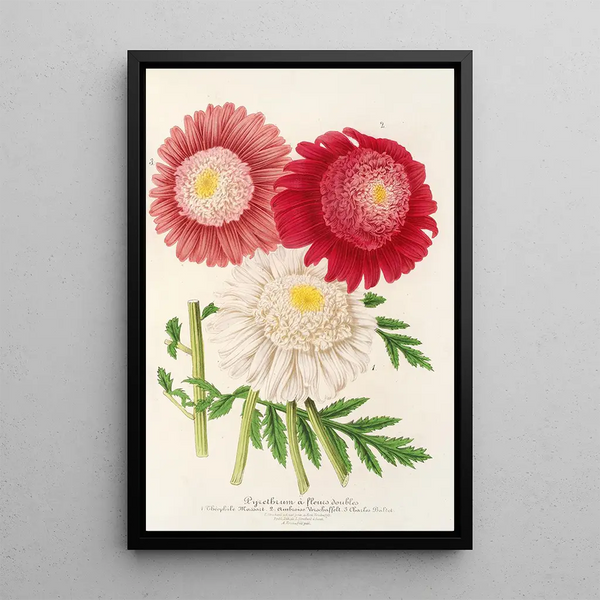 Charles Antoine Lemaire - Pyrethrum.webp