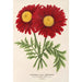 Reproduktion af maleriet Pyrethrum Souvenir de Vandervinnen - Charles Antoine Lemaire