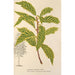 Quercus striata - Charles Antoine Lemaire — visning af kunstværket