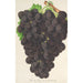 Raisin nouveau Muscat noir de Hambourg - Charles Antoine Lemaire — visning af kunstværket