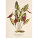 Reproduktion af maleriet Restrepia antennifera-maleri - Charles Antoine Lemaire