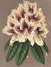 Rhododendron Archiduc Albert hybride - Charles Antoine Lemaire — visning af kunstværket