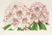 Rhododendron Bijou de Gand hybrid - Charles Antoine Lemaire — visning af kunstværket