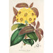 Rhododendron Boothii - Charles Antoine Lemaire — visning af kunstværket