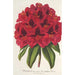 Rhododendron Duc Adolphe de Nassau - Charles Antoine Lemaire — visning af kunstværket