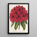 Rhododendron Duc Adolphe de Nassau - Charles Antoine Lemaire — indrammet kunstværk på væggen