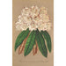 Rhododendron Grand Duc de Bade - Charles Antoine Lemaire — visning af kunstværket