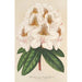 Reproduktion af maleriet Rhododendron Minnie - Charles Antoine Lemaire