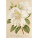 Rhododendron Sesterianum hybride - Charles Antoine Lemaire — visning af kunstværket
