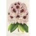 Rhododendron Verschaffeltii - Charles Antoine Lemaire — visning af kunstværket
