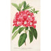 Reproduktion af maleriet Rhododendron azaleoides var. crispinorum - Charles Antoine Lemaire