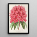 Reproduktion af maleriet Rhododendron formosum - Charles Antoine Lemaire