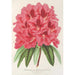 Reproduktion af maleriet Rhododendron formosum - Charles Antoine Lemaire