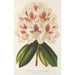 Rhododendron hybride Baron Osy - Charles Antoine Lemaire — visning af kunstværket