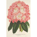 Reproduktion af maleriet Rhododendron hybridum Duchesse de Nassau - Charles Antoine Lemaire