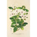 Rhododendron jasminiflorum - Charles Antoine Lemaire — visning af kunstværket