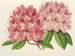 Rhododendron omniguttatum hybride - Charles Antoine Lemaire — visning af kunstværket