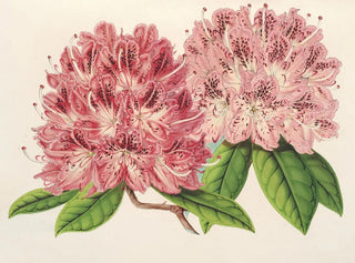Rhododendron omniguttatum hybride - Charles Antoine Lemaire — visning af kunstværket