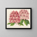 Rhododendron omniguttatum hybride - Charles Antoine Lemaire — indrammet kunstværk på væggen