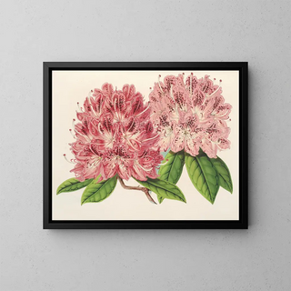 Rhododendron omniguttatum hybride - Charles Antoine Lemaire — indrammet kunstværk på væggen