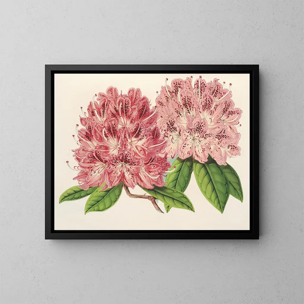 Rhododendron omniguttatum hybride - Charles Antoine Lemaire — indrammet kunstværk på væggen