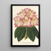Reproduktion af maleriet Rhododendron ornatissimum hybride - Charles Antoine Lemaire