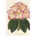 Reproduktion af maleriet Rhododendron ornatissimum hybride - Charles Antoine Lemaire