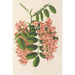Reproduktion af maleriet Robinia pseudacacia var. Decaisneana - Charles Antoine Lemaire