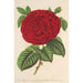 Rose Duchesse de Mdina - Charles Antoine Lemaire — visning af kunstværket