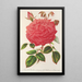 Reproduktion af maleriet Rose Île Bourbon var. Souvenir de la Malmaison à flowers roses - Charles Antoine Lemaire