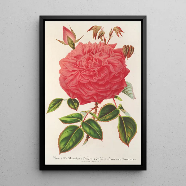 Charles Antoine Lemaire - Rose IleBourbon var Souvenir de la Malmaison a fleurs roses.webp
