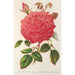 Reproduktion af maleriet Rose Île Bourbon var. Souvenir de la Malmaison à flowers roses - Charles Antoine Lemaire