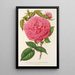 Reproduktion af maleriet Rose Madame Furtado - Charles Antoine Lemaire