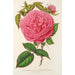 Reproduktion af maleriet Rose Madame Furtado - Charles Antoine Lemaire