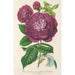 Rose Reine af Violetter - Charles Antoine Lemaire — visning af kunstværket