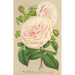 Rose sur des Anges - Charles Antoine Lemaire — visning af kunstværket