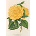 Rose Thé Marchal Niel - Charles Antoine Lemaire — visning af kunstværket